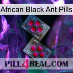 African Black Ant Pills 15